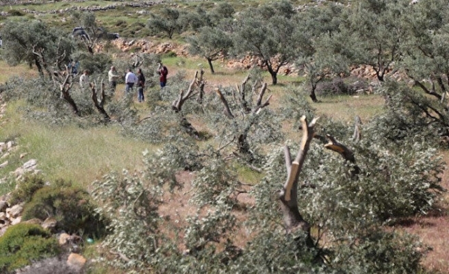 Yahudi Yerleşimciler Filistinlilere Ait 400’den Fazla Zeytin Ağacını Söktü